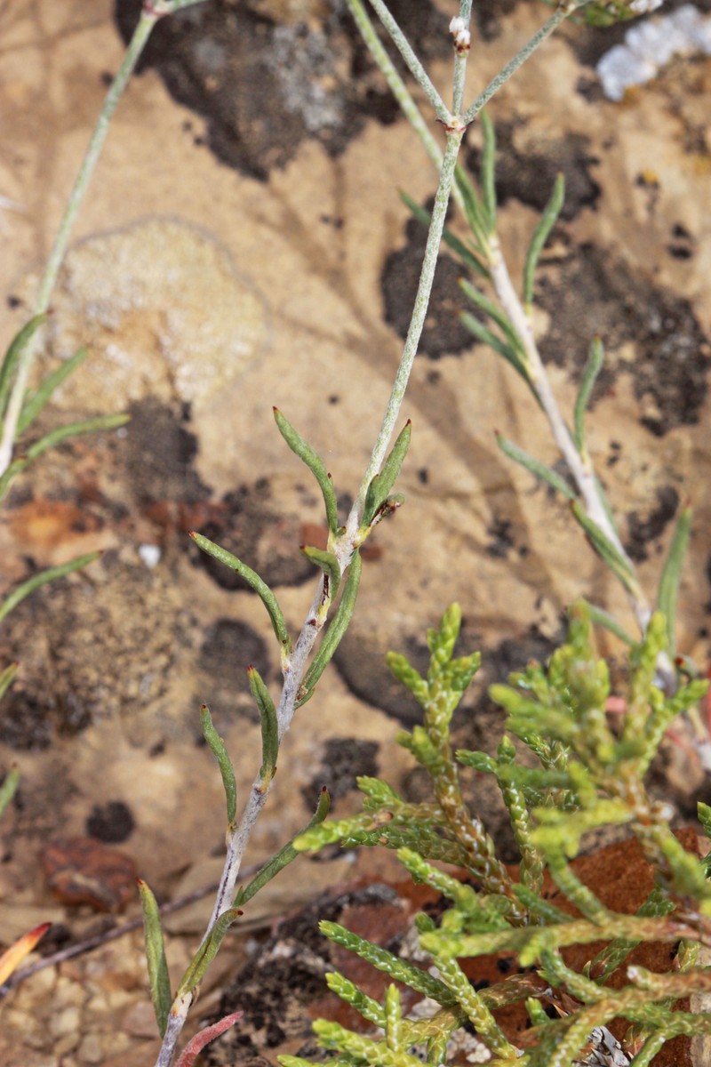 Selaginella mutica var. mutica photo 5