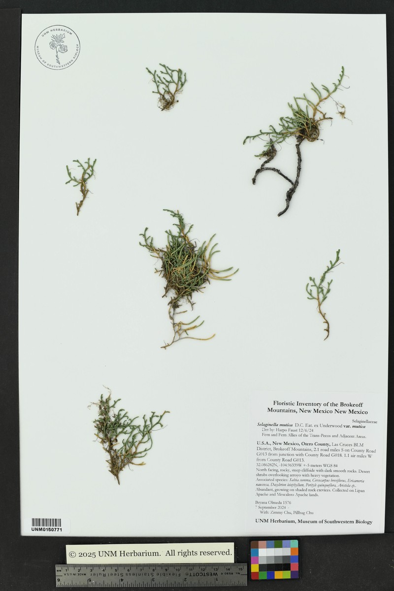 Selaginella mutica var. mutica photo 6