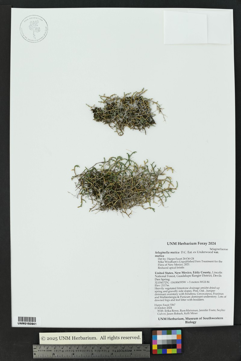 Selaginella mutica var. mutica photo 7