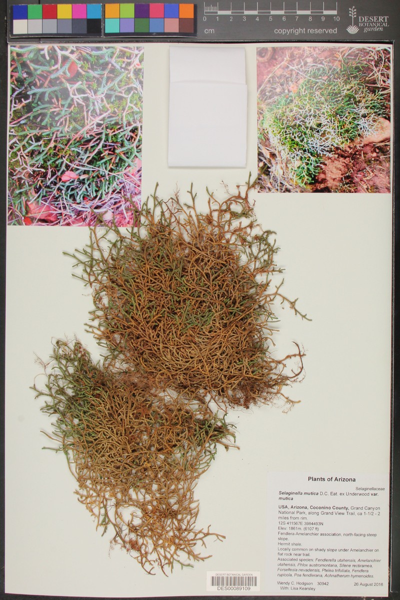 Selaginella mutica var. mutica photo 8