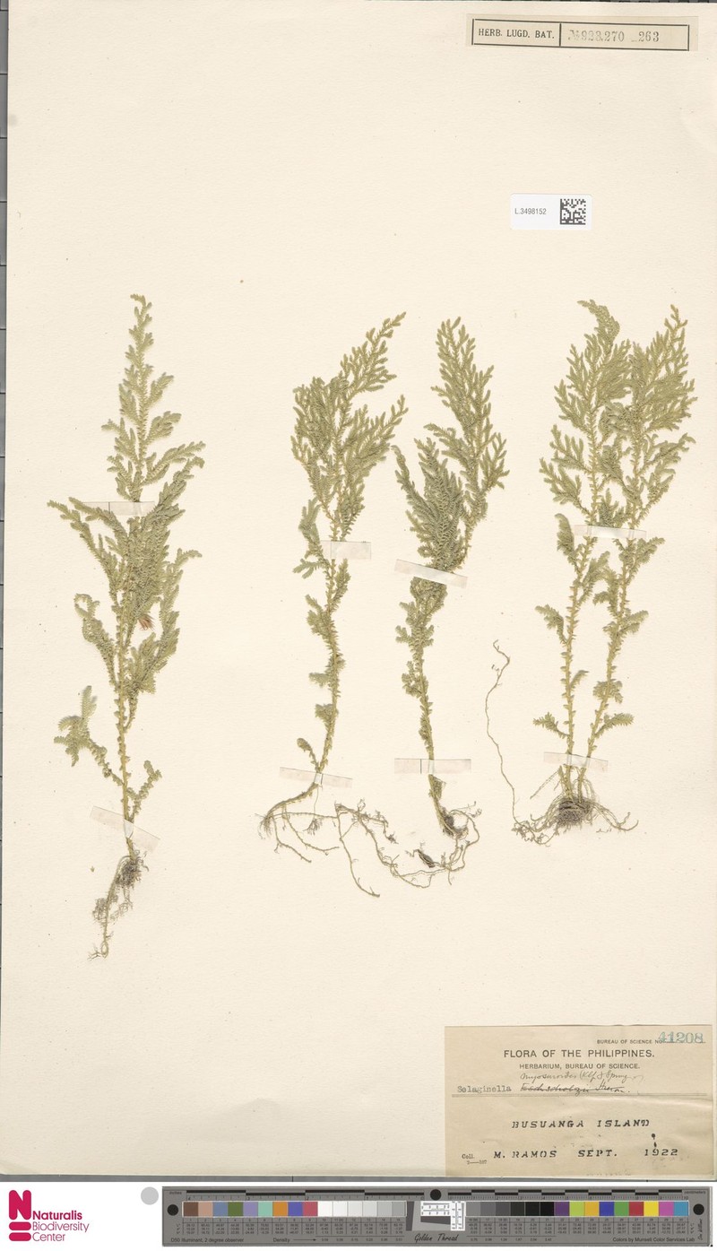 Selaginella myosuroides