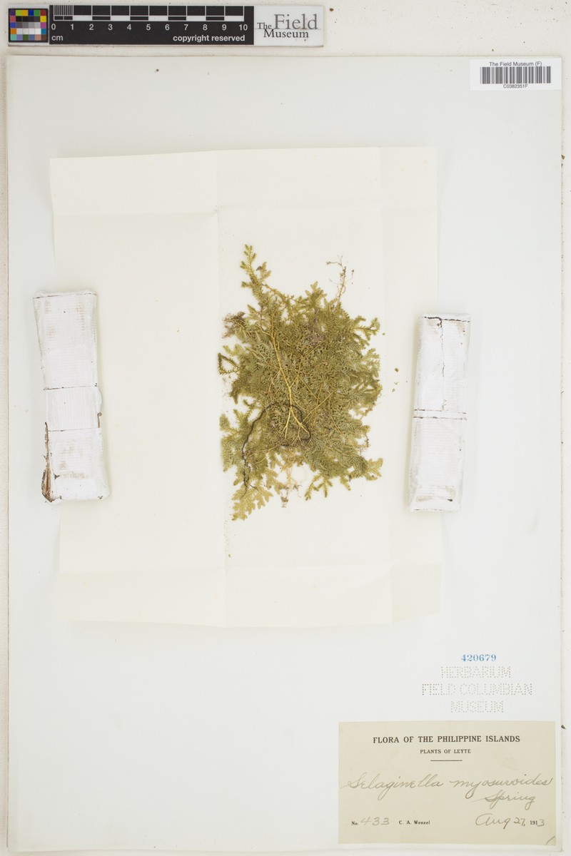 Selaginella myosuroides photo 2