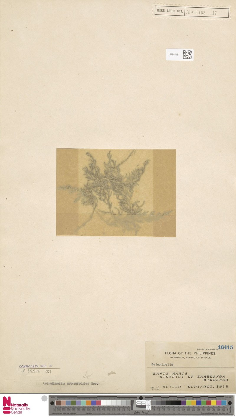 Selaginella myosuroides photo 3