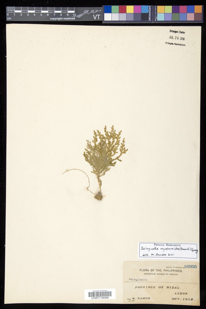 Selaginella myosuroides photo 4