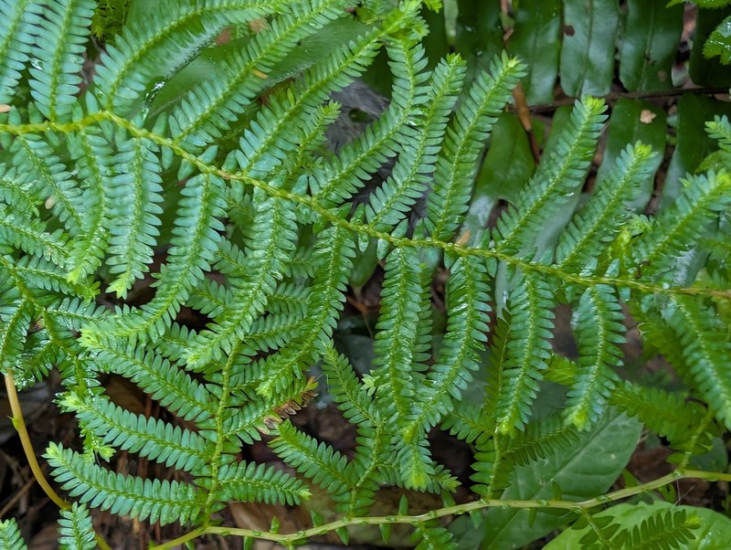 Selaginella myosurus