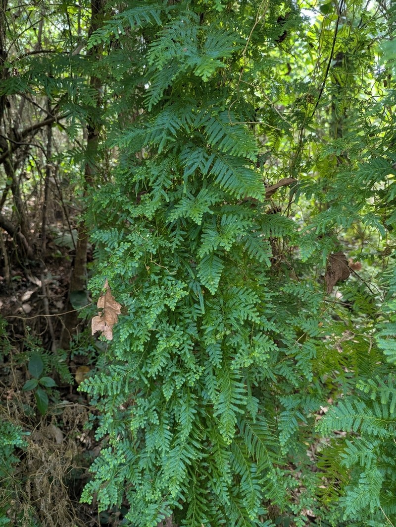 Selaginella myosurus photo 2