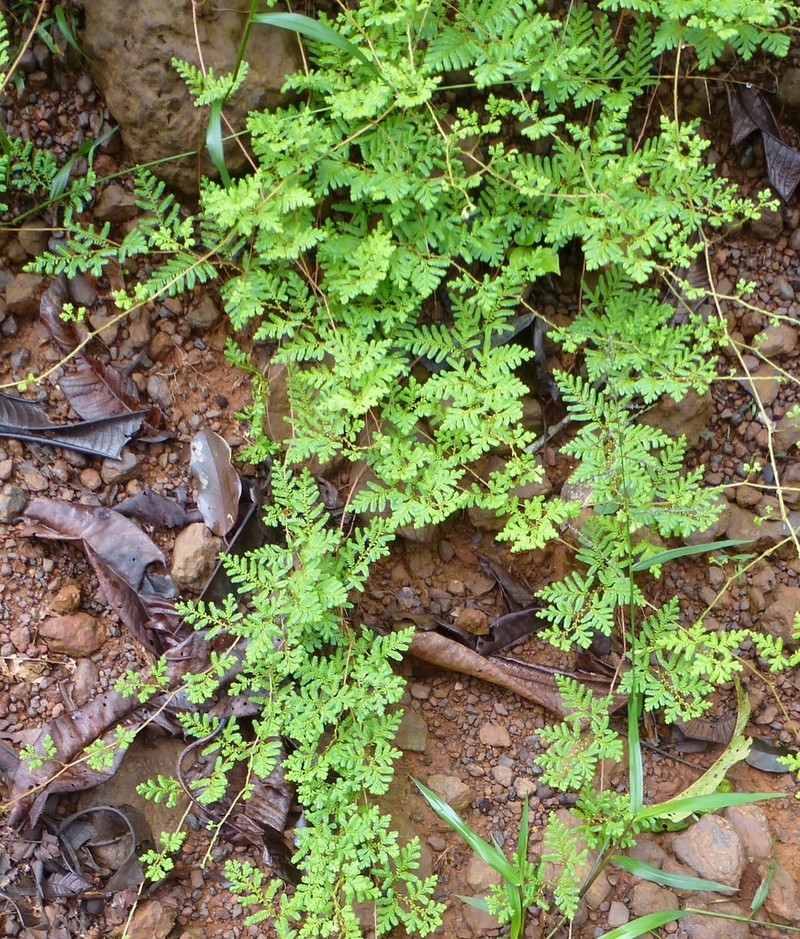 Selaginella myosurus photo 3