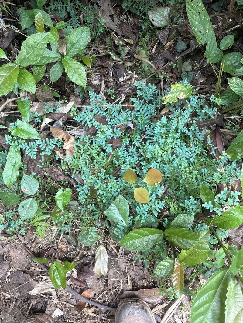Selaginella myosurus photo 4