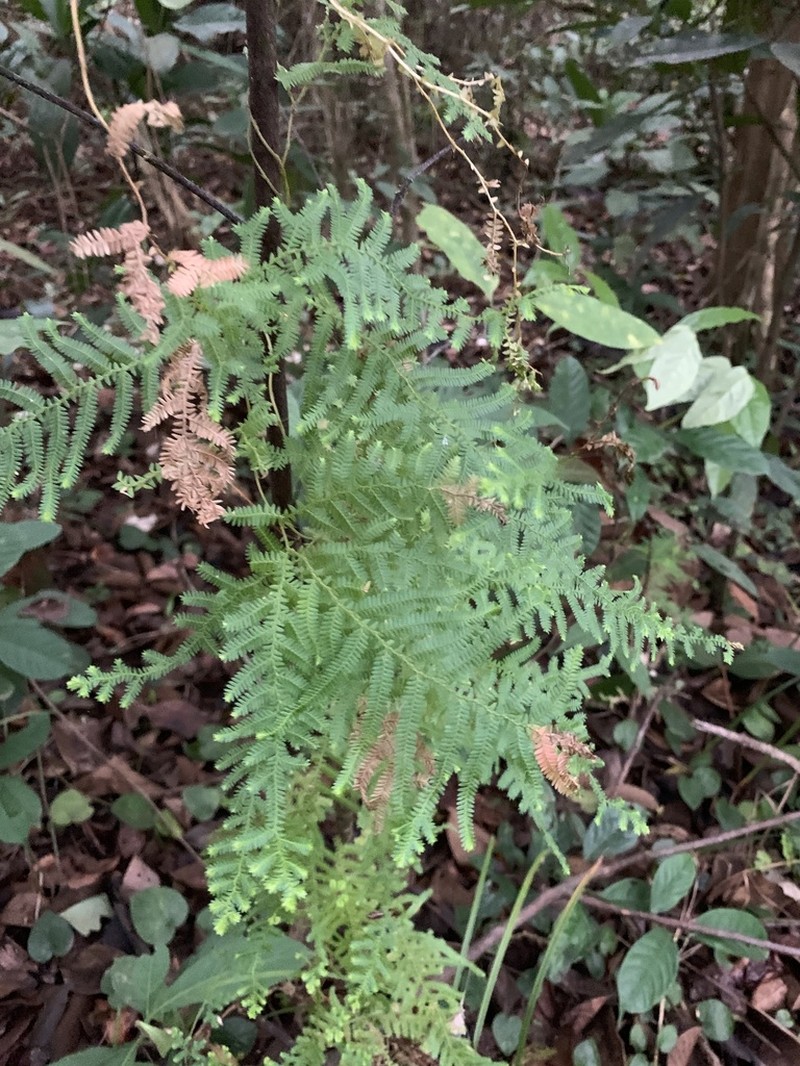 Selaginella myosurus photo 5