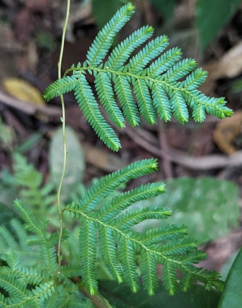 Selaginella myosurus photo 6