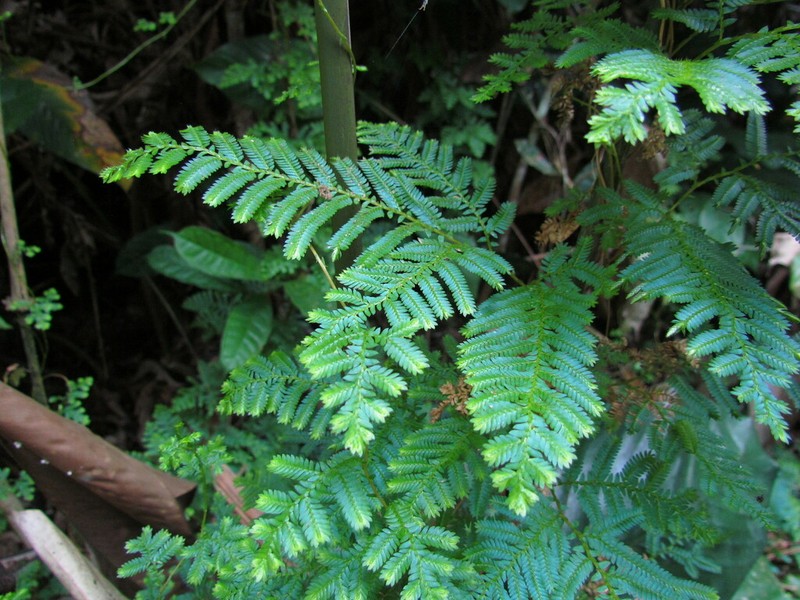 Selaginella myosurus photo 8
