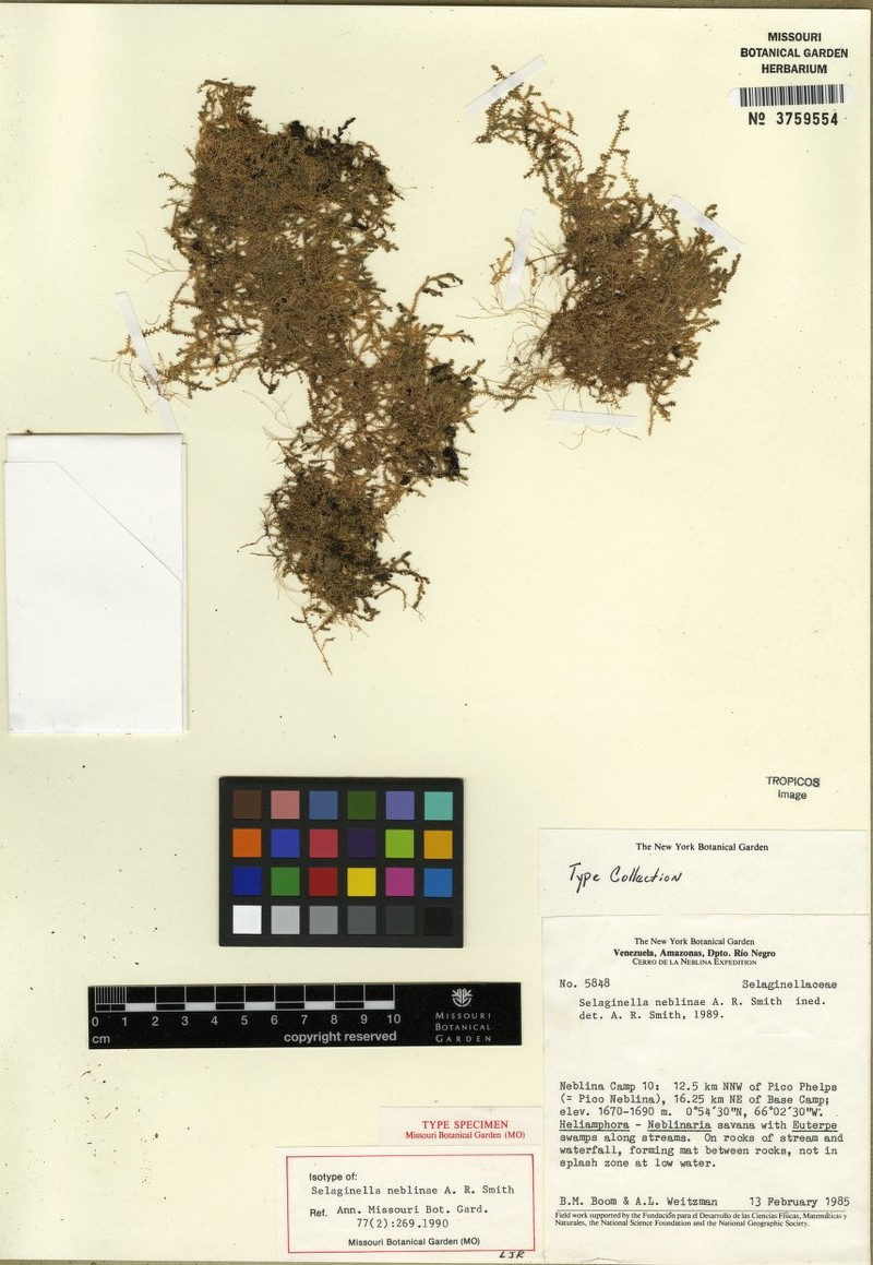 Selaginella neblinae photo 2