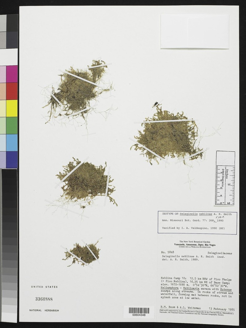Selaginella neblinae photo 3
