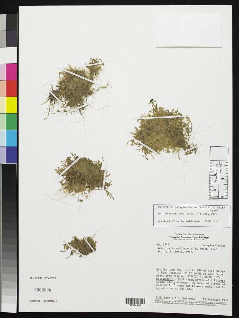 Selaginella neblinae