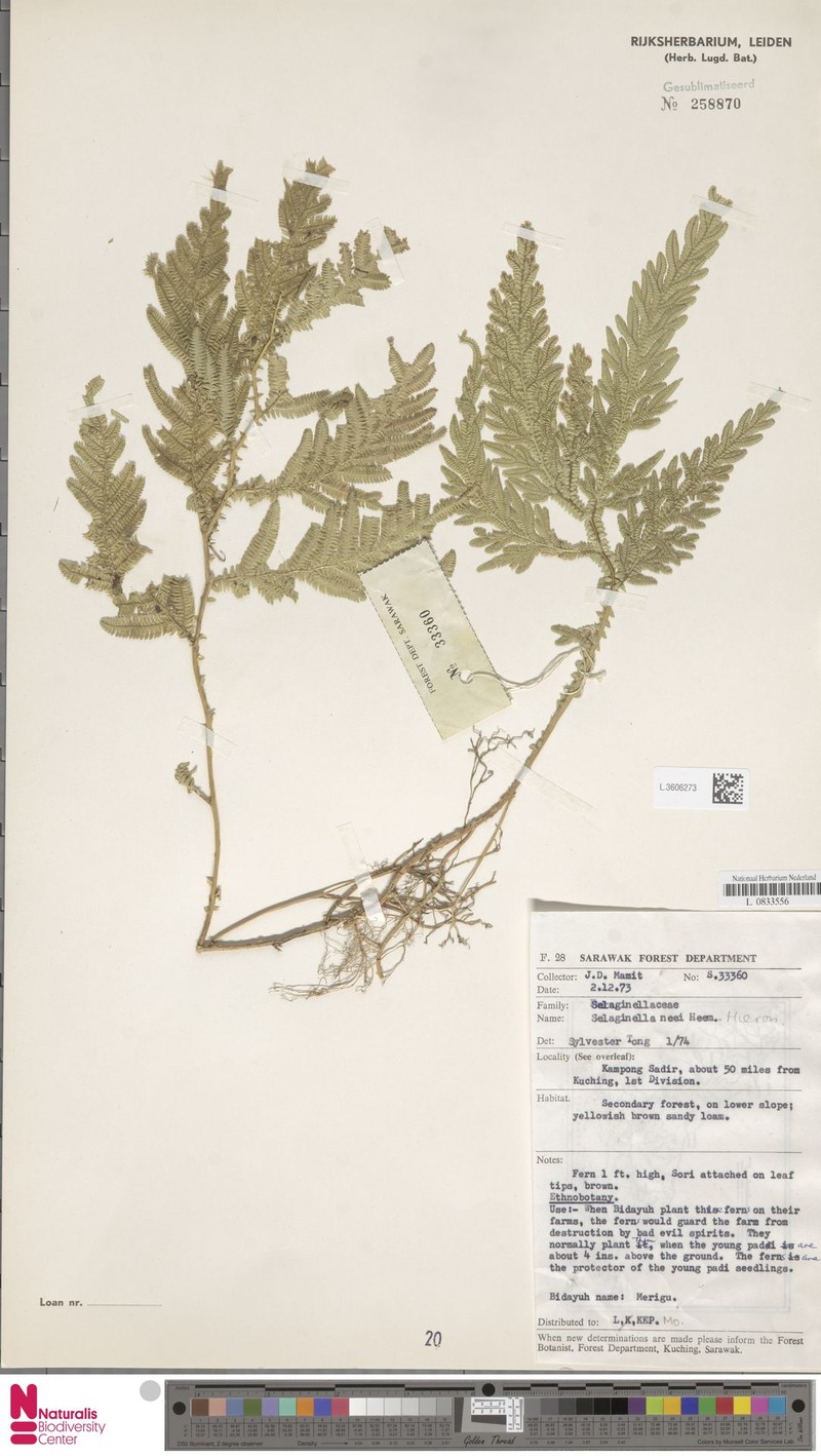 Selaginella neei