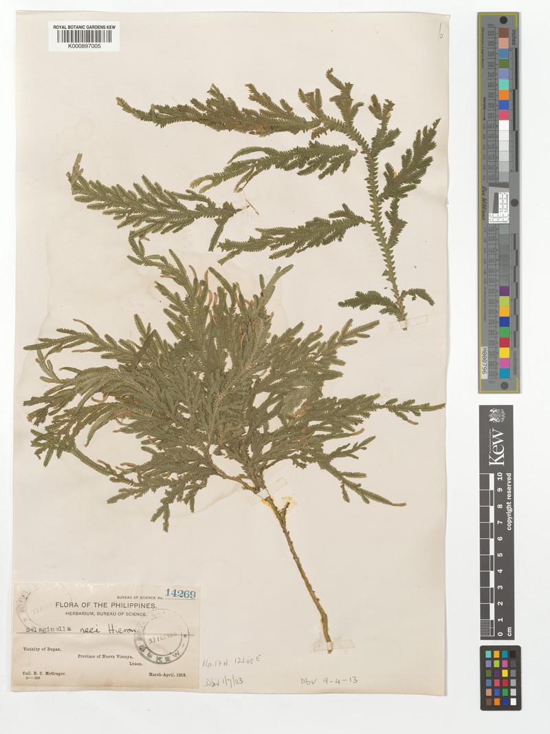 Selaginella neei photo 2