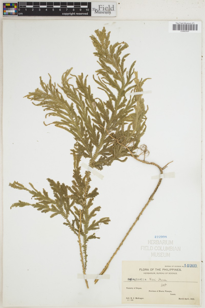 Selaginella neei photo 3