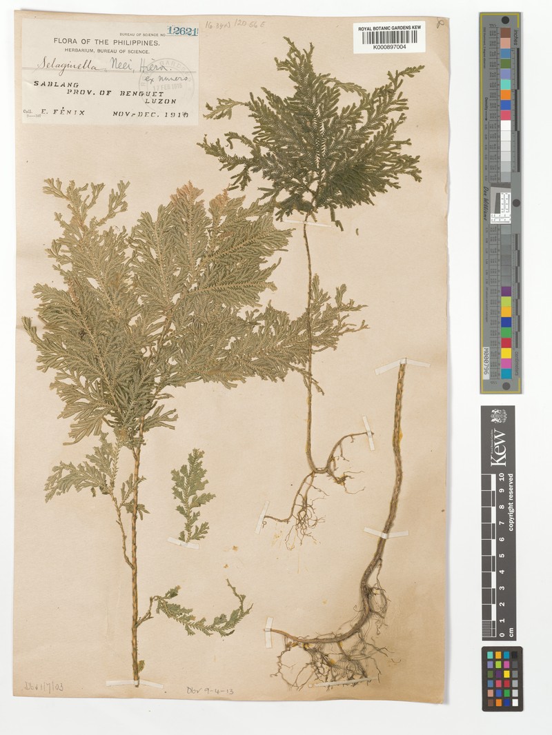 Selaginella neei photo 4