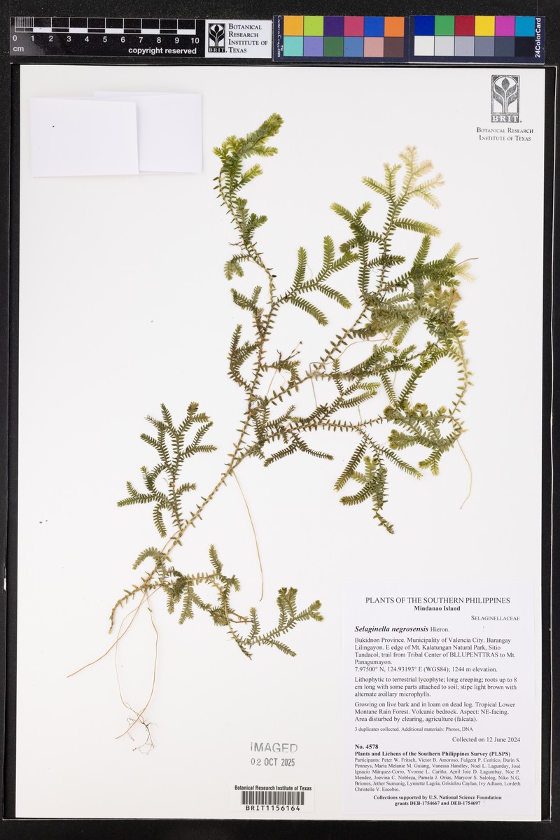 Selaginella negrosensis photo 2