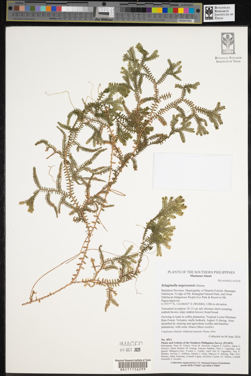 Selaginella negrosensis photo 3