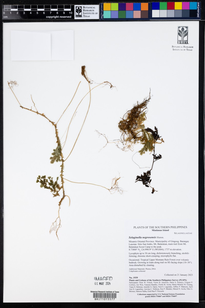 Selaginella negrosensis photo 4