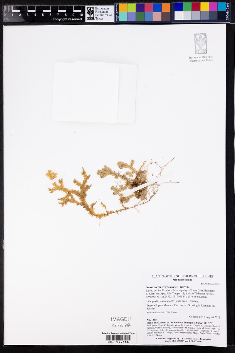 Selaginella negrosensis photo 5