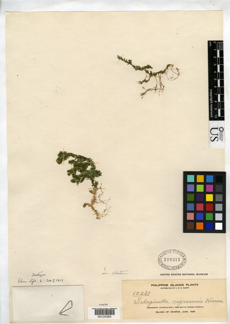 Selaginella negrosensis