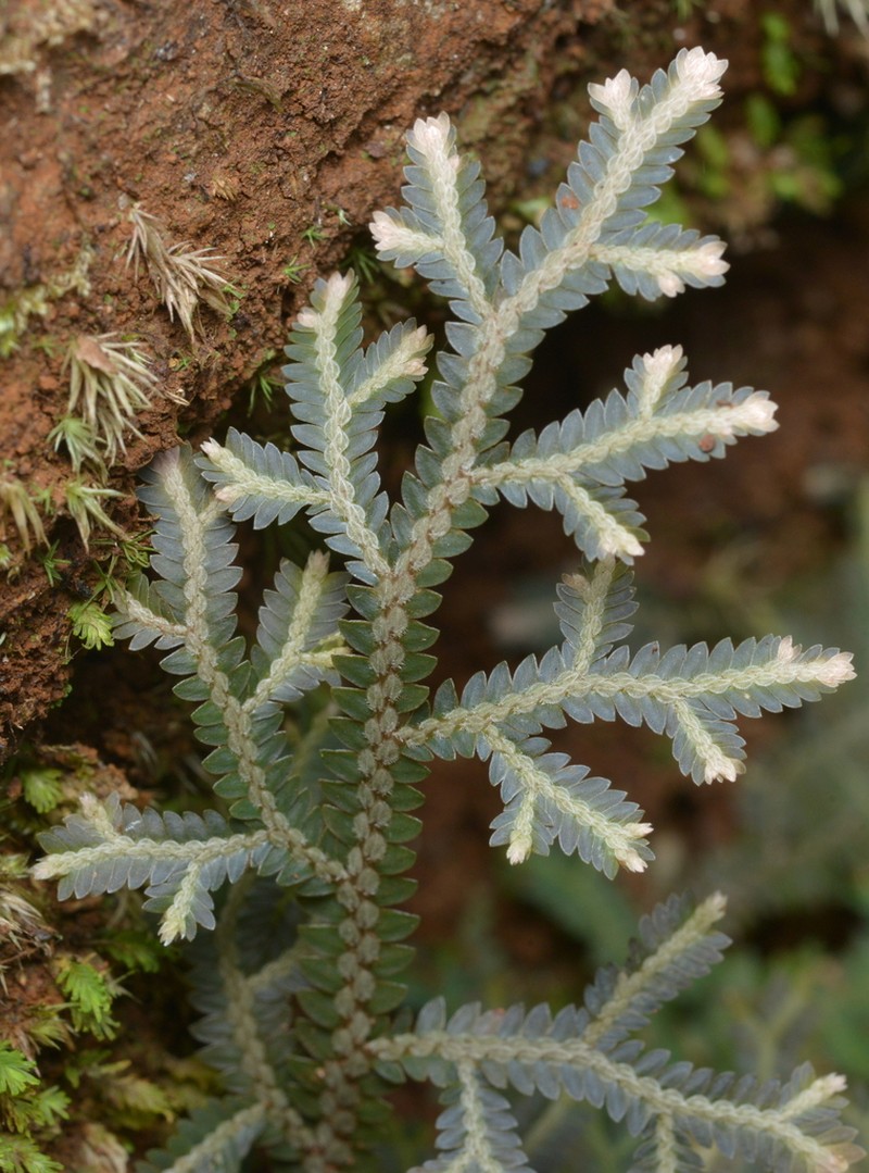 Selaginella neocaledonica