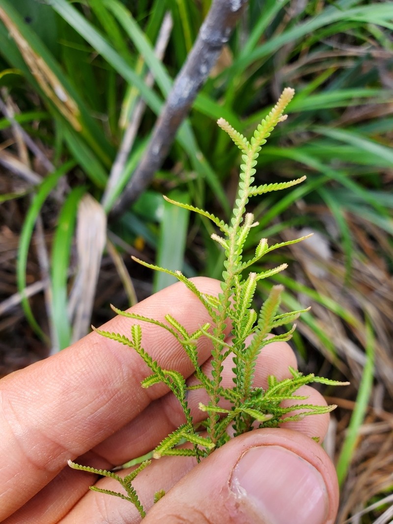Selaginella neocaledonica photo 2