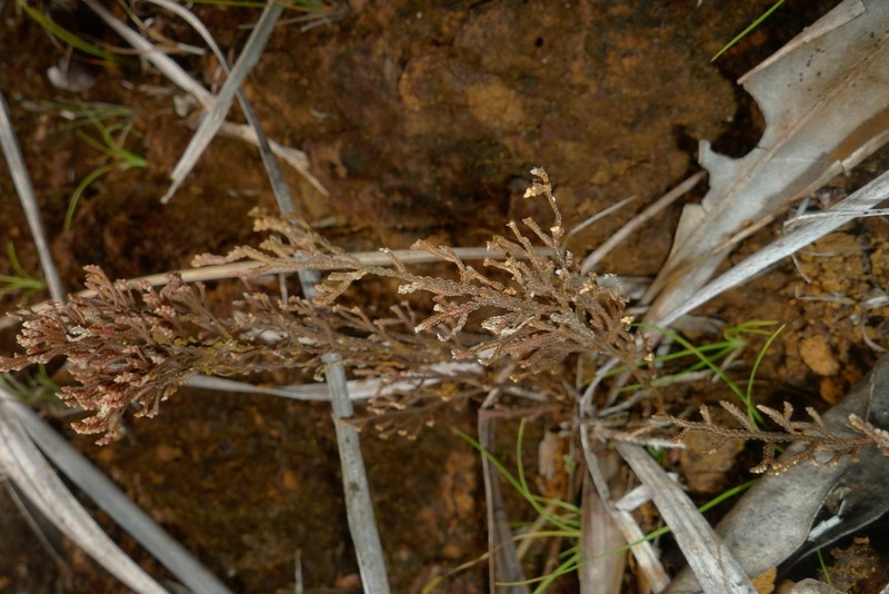 Selaginella neocaledonica photo 3
