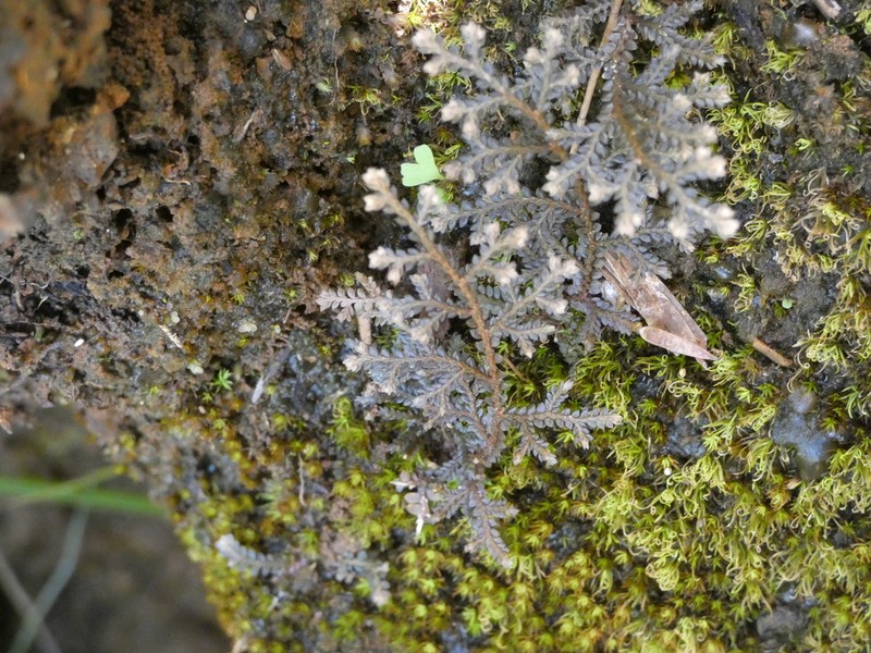 Selaginella neocaledonica photo 4