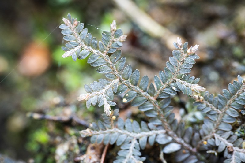 Selaginella neocaledonica photo 5
