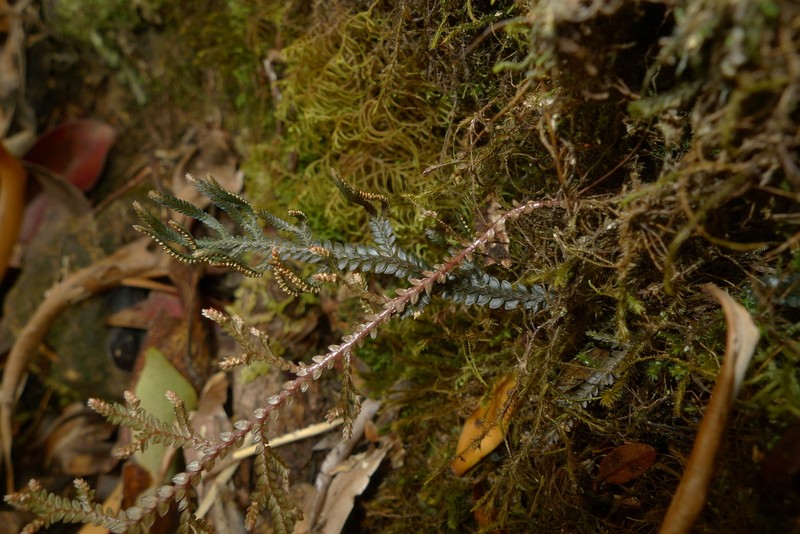 Selaginella neocaledonica photo 6