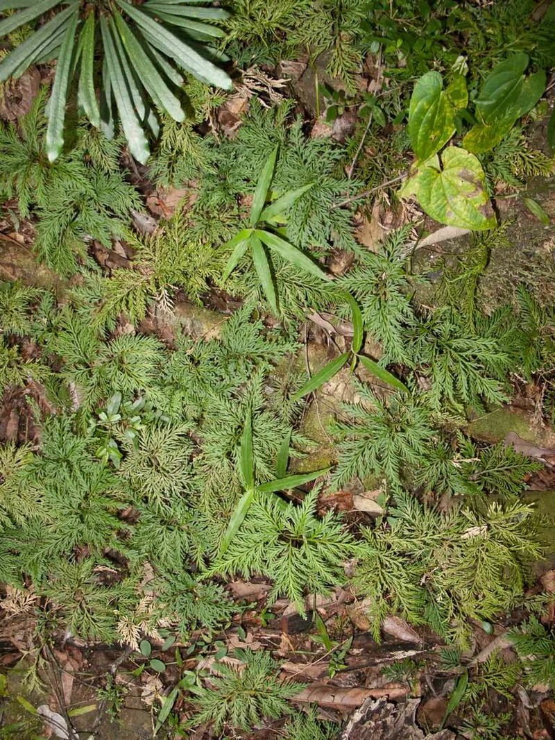 Selaginella neocaledonica photo 7