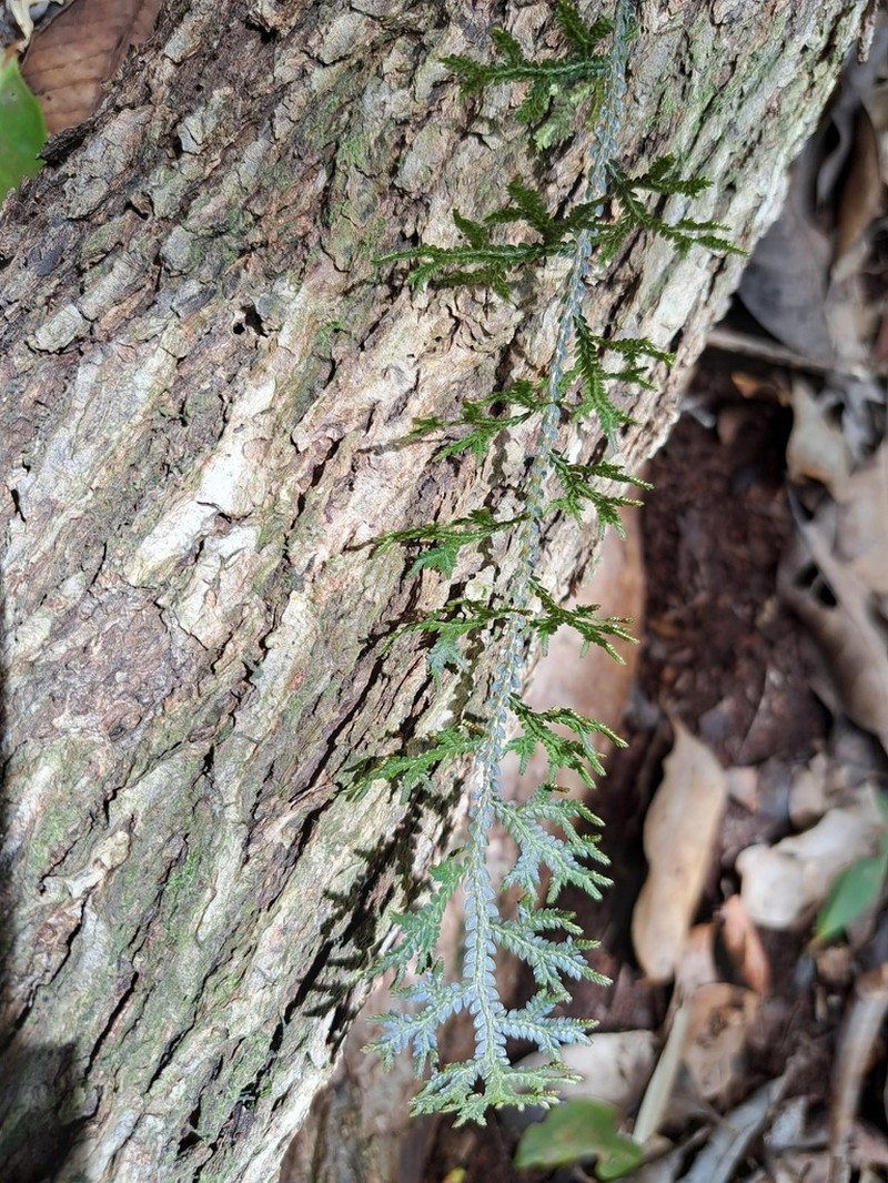 Selaginella neocaledonica photo 8