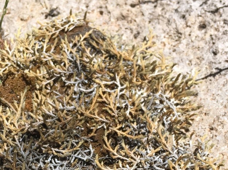 Selaginella neomeicana