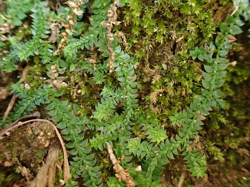Selaginella nipponica