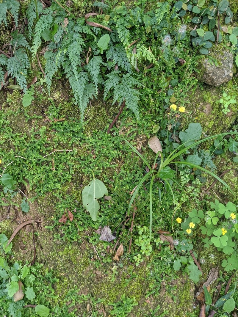Selaginella nipponica photo 2