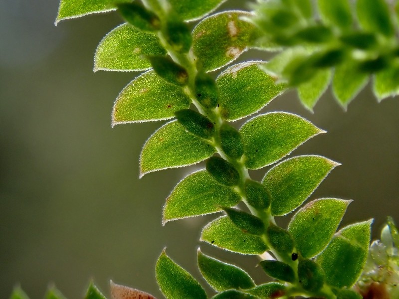 Selaginella nipponica photo 3
