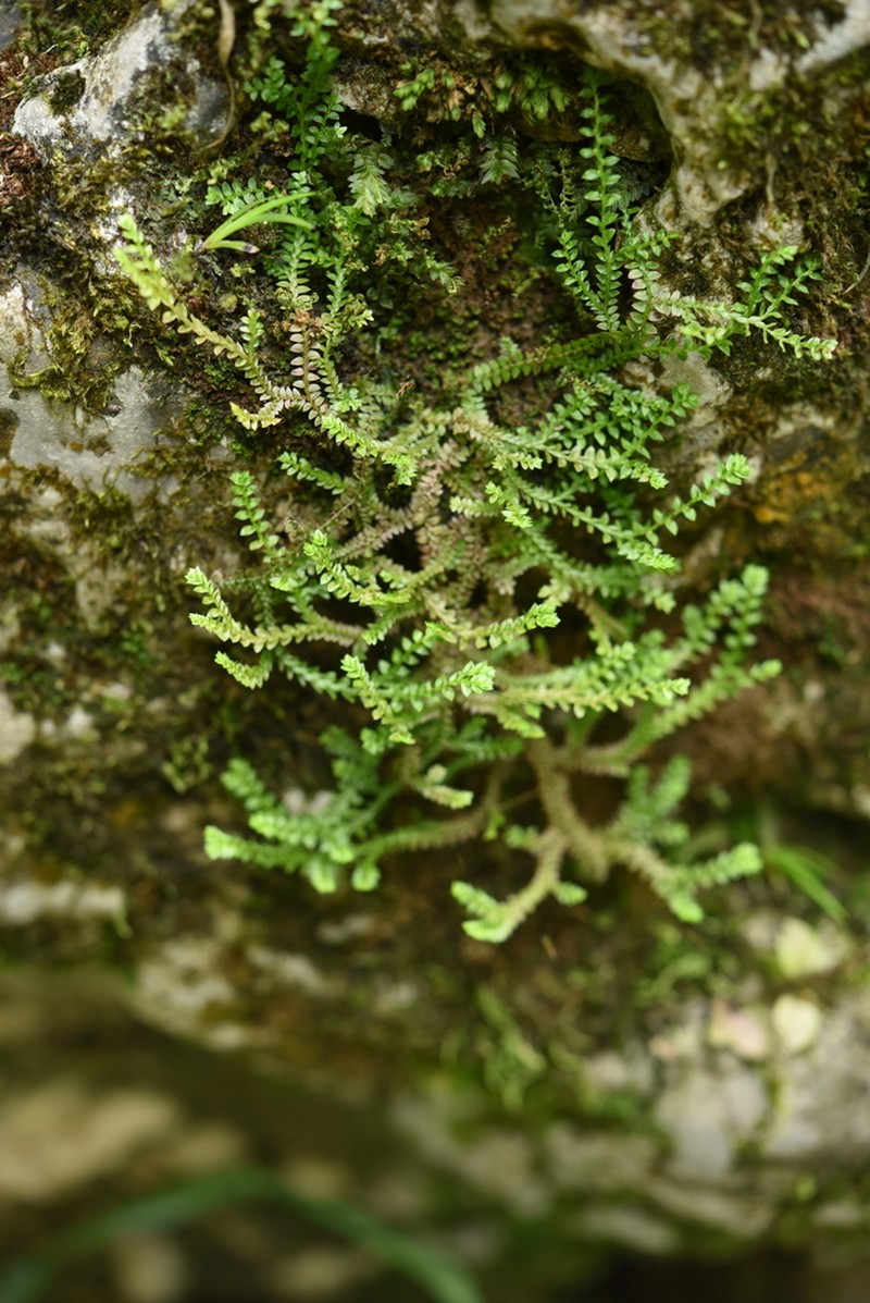 Selaginella nipponica photo 4