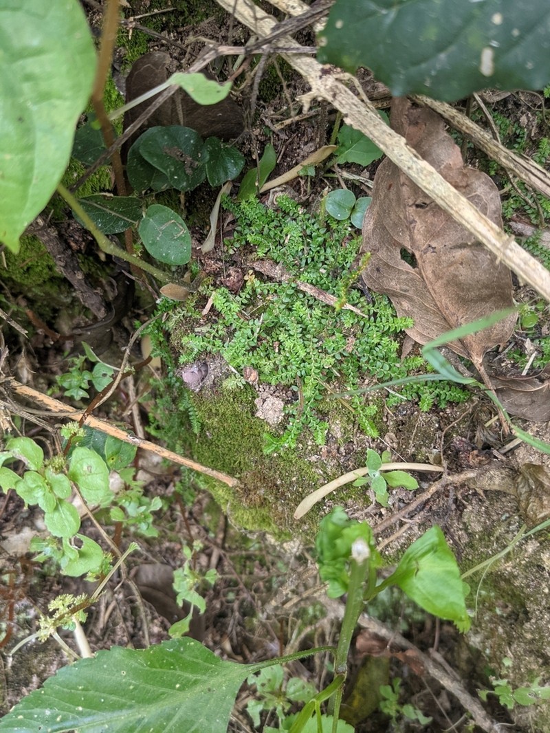 Selaginella nipponica photo 5