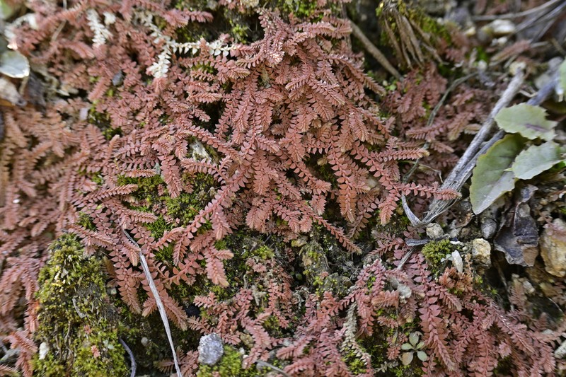 Selaginella nipponica photo 6
