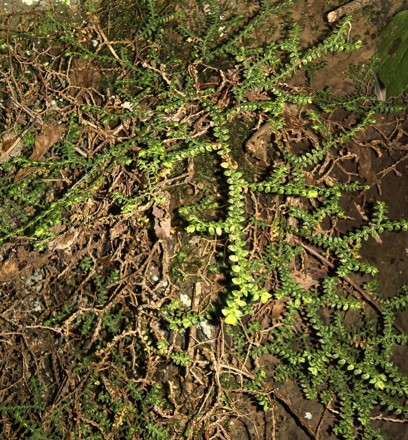 Selaginella nipponica photo 7