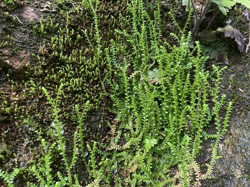 Selaginella nipponica photo 8