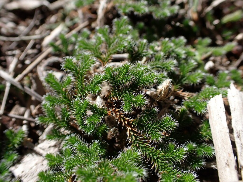 Selaginella nivea