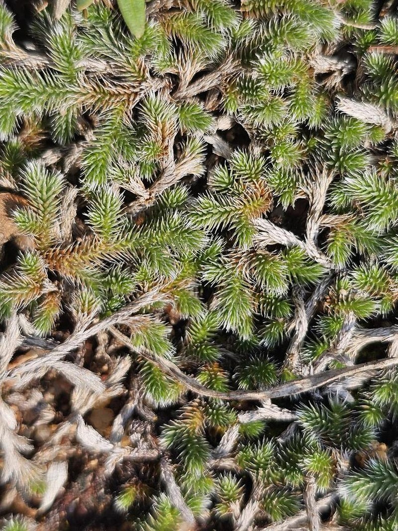 Selaginella nivea photo 3