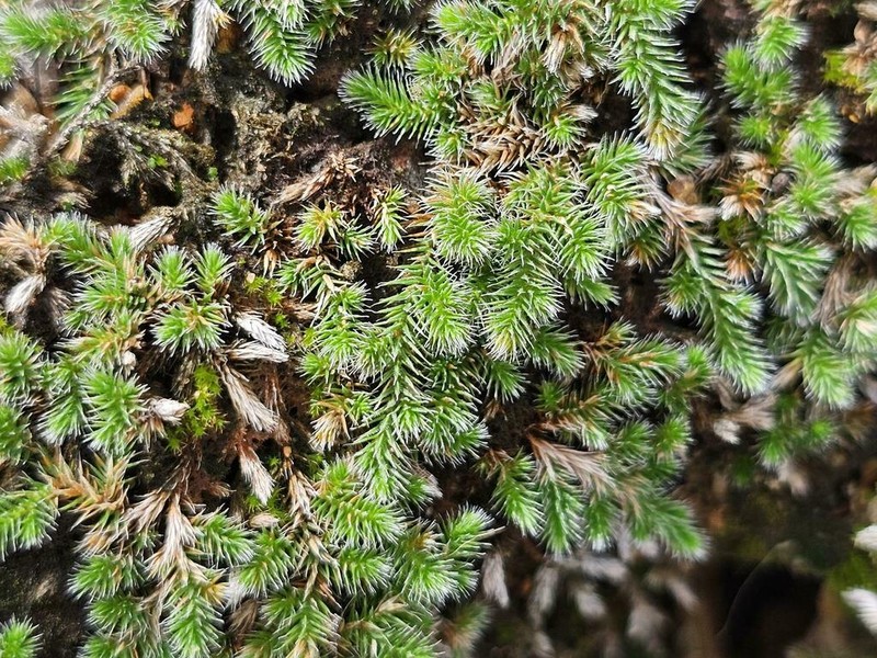 Selaginella nivea photo 4