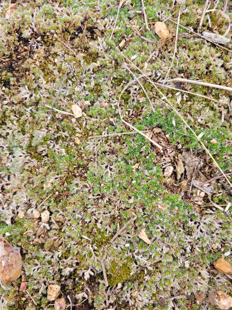 Selaginella nivea photo 5