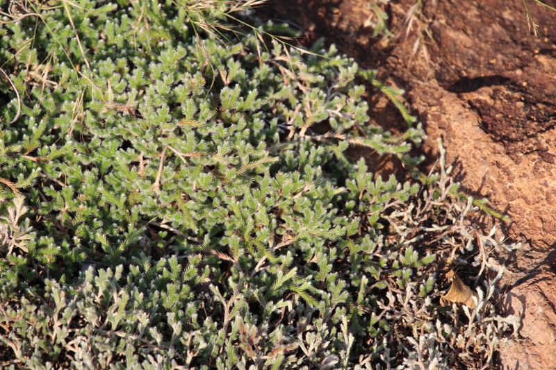 Selaginella nivea photo 6