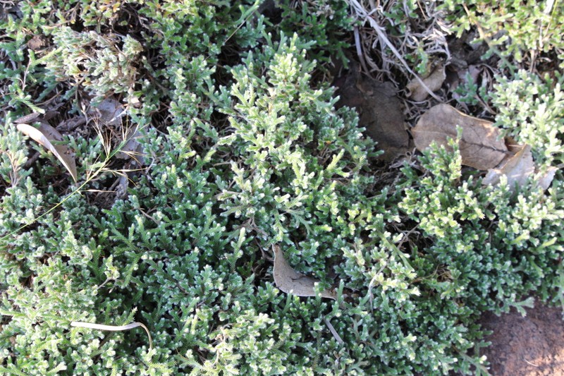 Selaginella nivea photo 7